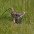 Curlew and chick